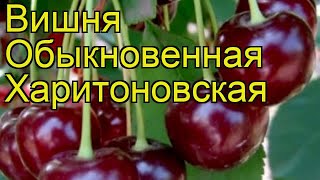 Вишня обыкновенная Харитоновская Краткий обзор описание характеристик где купить саженцы [upl. by Ardys]