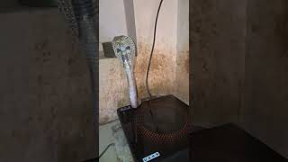 Cobra found on cooktop in Gujarat home [upl. by Ayatnahs369]