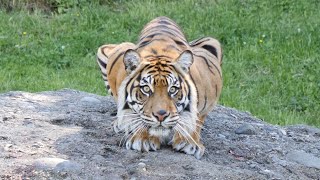 Sumatran tiger looking for food [upl. by Kedezihclem]