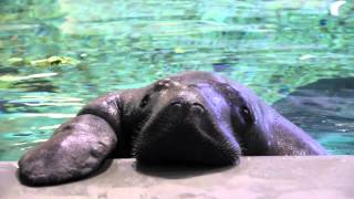 Meet Snooty the Manatee [upl. by Eleira]