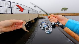 Tossing LIVE Shrimp Under a Spillway Bridge Found Them [upl. by Eadas]