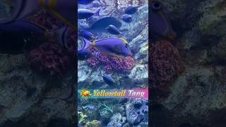 Clearwater Fish Tank Showcase The Majestic Purple Tang Fish [upl. by Aicilanna287]