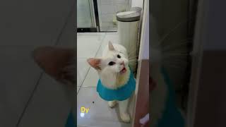 Kucing menkun putih siap ikut show se aseancat catlover catcute kucingkontes [upl. by Wilson209]