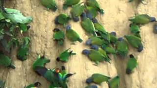 Parrots Clay Lick  Collpa de Loros [upl. by Kerby]