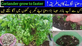 Best Way to grow Coriander in Basket at Home  Gamlon Men Bazar jesa Dhnea Ugaen [upl. by Dani]