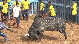 Viralur Jallikattu 2023 Videos  விராலூர் ஜல்லிக்கட்டு 2023 Videos [upl. by Aivital343]