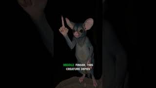 AyeAye – Madagascar’s Mysterious Night Stalker shortvideos viralreels viralvideo animals [upl. by Arline]