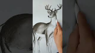 How to draw a deer art of white deer realistic sketch of deer shorts [upl. by Ahseenak]