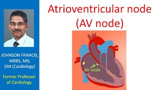 Atrioventricular node AV node [upl. by Poulter]