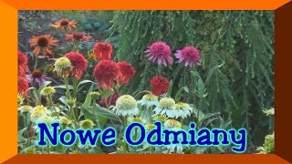 JeżówkaEchinacea nowe odmiany [upl. by Poll872]