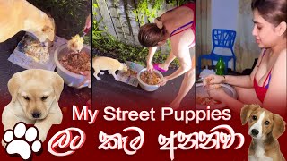 Piumi Hansamali  My Street Puppies ලට කෑම අනනවා [upl. by Litta571]