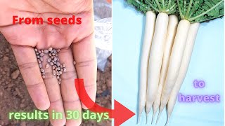 How to grow white radish Daikon from seeds at home Growing daikon in a plastic bucket [upl. by Roman]