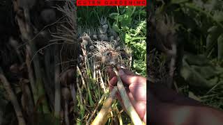 The Most ODDLY SATISFYING Part of Harvesting Garlic [upl. by Oralie]