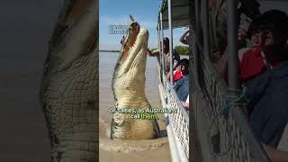 SHARK vs CROCODILE Who wins shorts [upl. by Imef608]