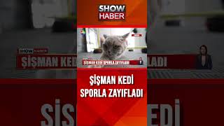 Kedi Şiraz koşu bandına çıktı showanahaber shorts [upl. by Joanna]