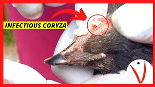 CORYZA in Chicken Signs Symptoms Treatment amp Management of the eye [upl. by Jaqitsch]