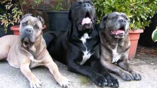 The great Cane Corso Italiano [upl. by Antonetta]