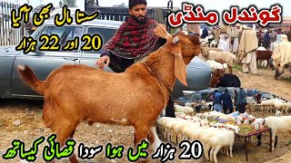 Bakra Mandi Gondal Latest Update 11 March 2024  Sasta Mall Turkey Dumby Or Bakry [upl. by Barstow701]