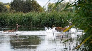 Warum wir Jagen – Vom Harz bis an die Havel [upl. by Alebasi]