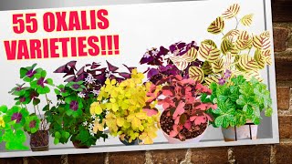 55 Rare Oxalis Triangularis Varieties  HERB STORIES [upl. by Nekal]