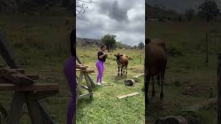 Dei o passe livre para a rapariga😂 roça youtube minasgerais vidanaroça agro vidareal brasil [upl. by Aicnetroh310]