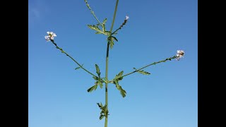 Vervain an ancient medicinal herb [upl. by Rramo]