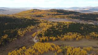 Aspens in Colorado [upl. by Esaj]