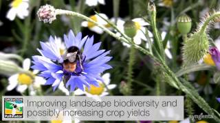 Syngenta  Operation Pollinator in Action [upl. by Navinod]