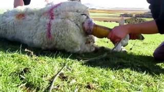 Birthing a lamb with dystocia [upl. by Vig]