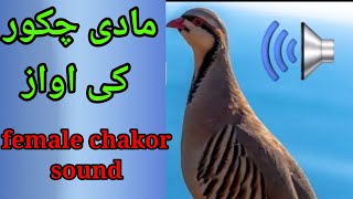 Dişi keklik sesi muhteşem female chakor sound  made chakor ki awaz [upl. by Eugenle915]