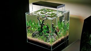 The Ultimate Betta Aquascape [upl. by Abroms32]