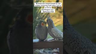 Be Kind ♥️ viralvideo music bible birds parrot friends joyful bibleverse pets devotional [upl. by Nyltyak]