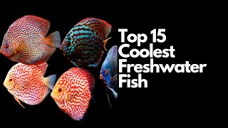 The Top 15 Coolest Freshwater Fish 🐠 [upl. by Aseyt]