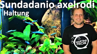 Sundadanio axelrodi HALTUNG  Neue Fische im Asienaquarium [upl. by Quince889]