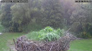 Storchennest Meissen Gevattersee [upl. by Nedac]