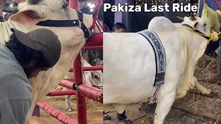 PAKIZA LAST RIDE FROM PATHAN CATTLE FARM 2024  FINAL GOODBYE  LOADING  Kolkata Cow 2024 [upl. by Suollecram]