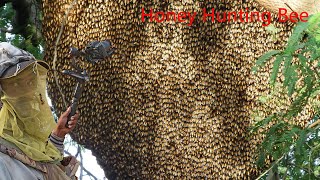 Harvesting Honey From Honeycomb  Honey Chicken Recipe – Honey Harvest from Giant Honeybeeshoney [upl. by Hgieliak665]