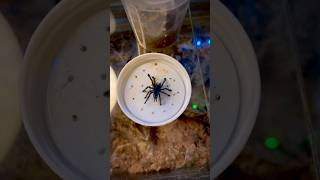 Pink toe Tarantula feeding Caribena versicolor [upl. by Chavey374]