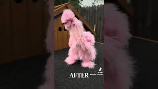 Silkie Chicken Before and after turning pink [upl. by Nysa72]