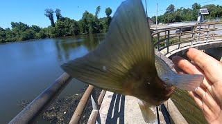 SUMMER FISHING MOORES LAKE DELAWARE [upl. by Weinshienk]