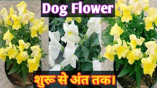 How to grow And Care AntirrhinumSnap dragonDog flower Dog flower की संपूर्ण जानकारी। [upl. by Jun]