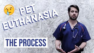 What to Expect When Putting Your Pet to Sleep  Euthanasia [upl. by Rodolphe734]