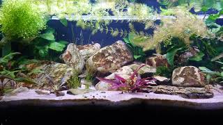 The Limia Islai and Xiphophorus signum and Corydoras Rabauti aquarium 😀 [upl. by Annocahs503]