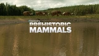 A Look At Prehistoric Mammals [upl. by Hoffert]