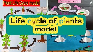 How to make working model for life cycle of plants 🌵 [upl. by Rowland]