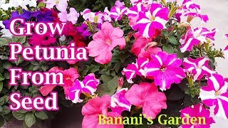 Petunia Flower How to grow from seeds and take care [upl. by Nahpos879]