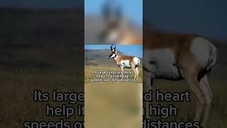 “Pronghorn Antelope North America’s Speedster 🦌💨 Pronghorn FastestAnimals Wildlife” [upl. by Pooh]