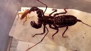 Giant Vinegaroon Whip Scorpion Eating [upl. by Carl555]