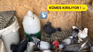 KÜMESİMİZE VEBA GELDİ  YAVRU ÖLÜMLERİ VAR 😫 EKELER YOĞUN BAKIMDA  Taklacı Güvercin Oyunkuşu [upl. by Qiratla]