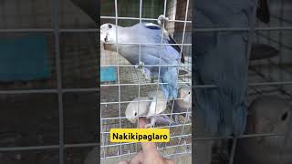 Birds and keeper bonding momentanimals pets birds [upl. by Navillus]